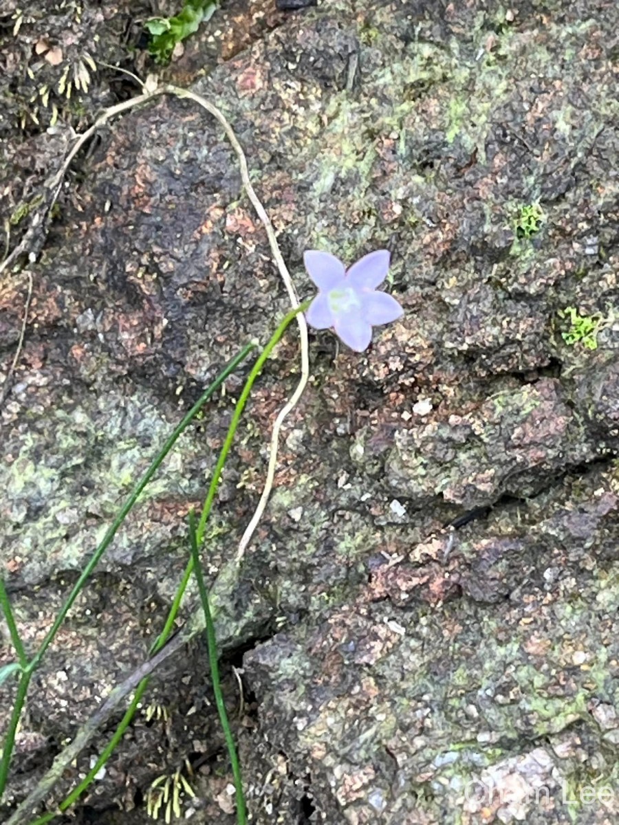 Wahlenbergia marginata (Thunb.) A.DC.